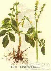 肺癌特效验方 仙鹤草 仙鹤草治疗肺癌验方 仙鹤草的中医验方和服用方法