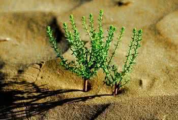 生命的风景 生命的风景，在历练中更显美丽