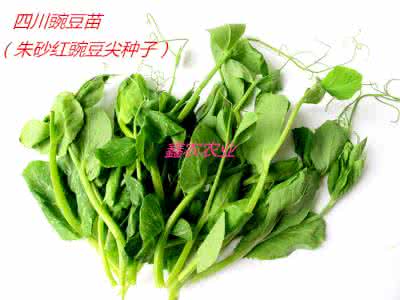 豌豆苗 豌豆苗 豌豆（豆苗、荷兰豆）