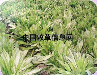 将军菊苣种植技术 将军菊苣种植技术 将军菊苣是什么 将军菊苣的栽培技术详解