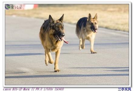 军犬和警犬的区别 警犬品种是什么 警犬和军犬的区别是什么 退役的警犬怎么处理