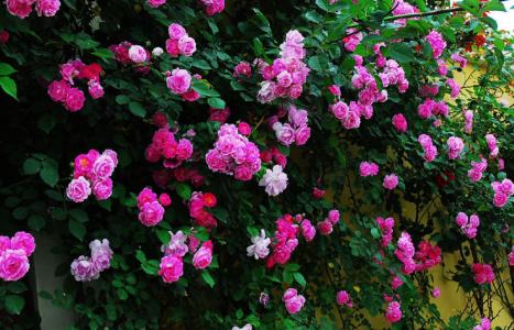 蔷薇花语及代表意义 蔷薇花语是什么