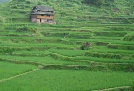 绿色田园 绿色田园生活