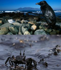 海上漏油的危害 海上漏油