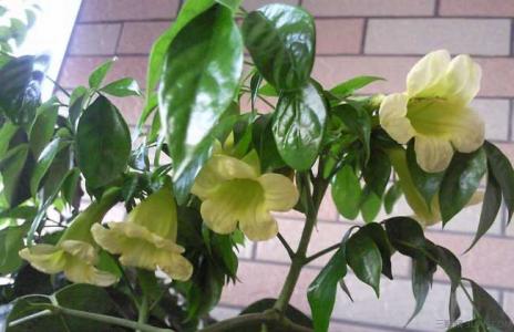 幸福树开花寓意着什么 幸福树开花