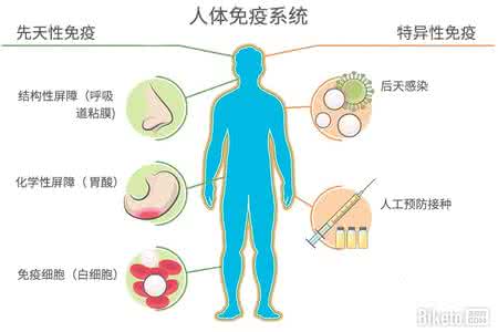 人体免疫系统的功能 如何重启人体免疫系统 Pembrolizumab治疗助力重启人体免疫细胞功能