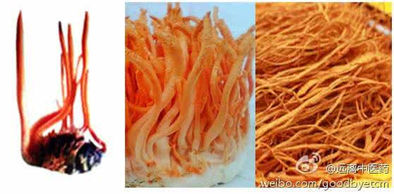 冬虫夏草软胶囊 解剖“软黄金”冬虫夏草