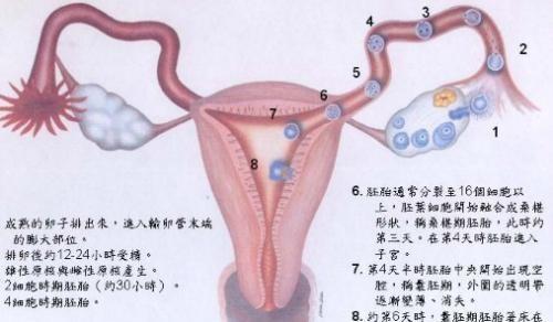 怎样才能尽快怀孕 怀孕后还会排卵吗