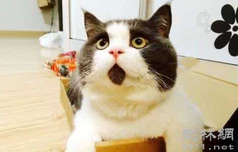 马恩岛猫 马恩岛猫 马恩岛猫的介绍