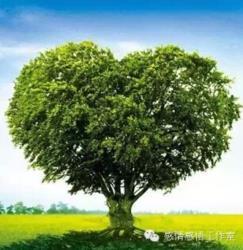 对照生日查花树 对照你的生日，看看你是哪棵树，很神奇！