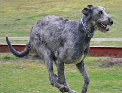 爱尔兰猎狼犬多少钱 爱尔兰猎狼犬 爱尔兰猎狼犬多少钱