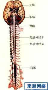 小脑以下神经系统 神经系统的进化  爬行类的脑  