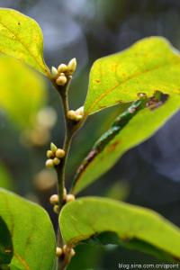 香叶树 香叶树(Lindera communis),樟科