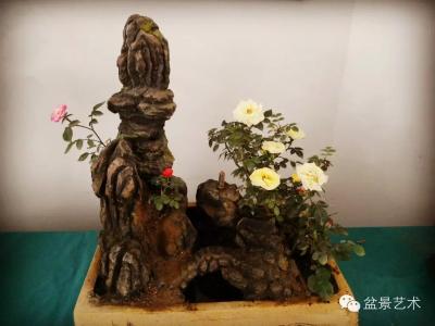 月季盆景制作 月季盆景●修剪制作