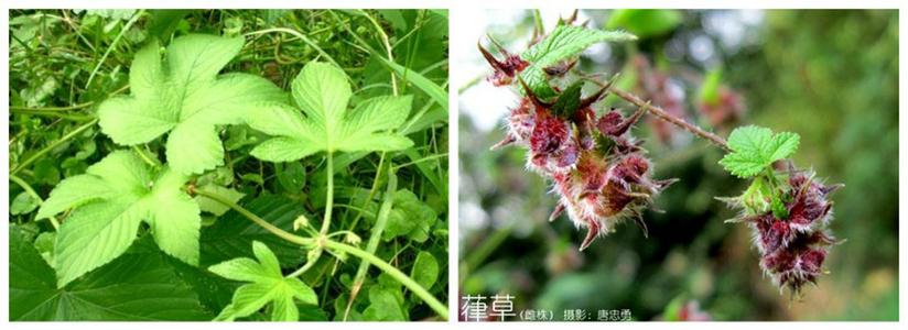 校草大人求放过 在路边看到这种草千万不要放过,是治肝保肝之极品!