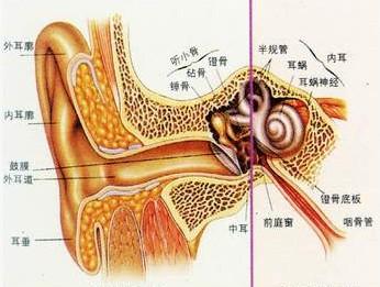 治疗股骨头按摩疗法 常用按摩疗法治疗神经性耳聋