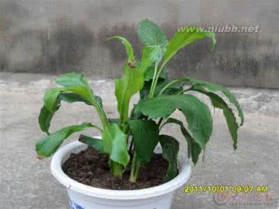 家庭花卉养殖知识大全 各种家庭花卉的养殖方法集锦（二）