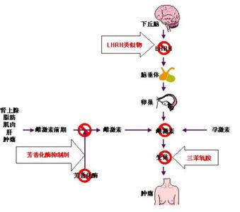 乳腺癌内分泌治疗指南 乳腺癌内分泌治疗