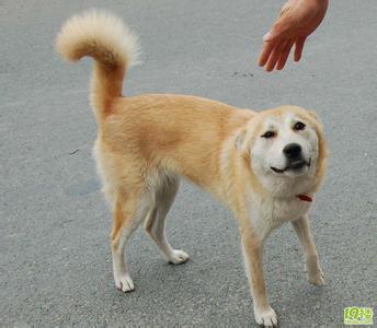 中华田园犬是土狗吗 中华田园犬的心愿:下辈子成为一只外国土狗