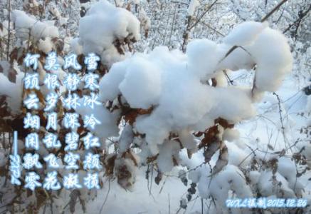 与雪共舞 与雪共舞 雪野清欢