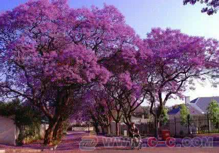 流放之路窒息卷须 美得让人窒息的世界最美之路,尽享唯美之旅...