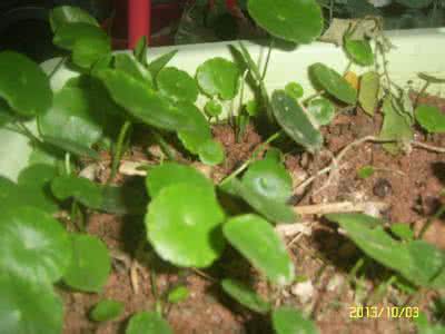 金钱草能治结石吗 金钱草治结石、推广有价值！