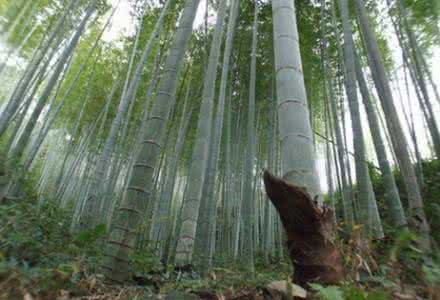 毛竹种植技术 毛竹种植技术 【毛竹种植】毛竹的种植技术详解
