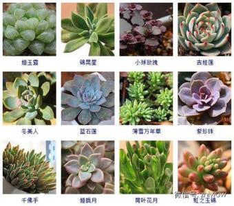 多肉植物水泡品种图鉴 多肉植物怎么养护?800多种多肉品种图鉴(二)