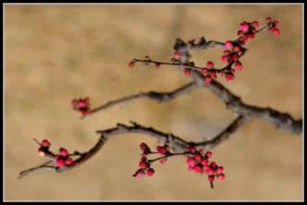 梅毒性心脏病 梅　心--------许冬林