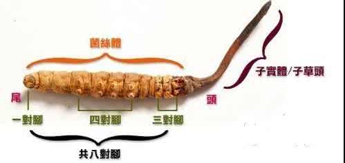 怎样挑选新鲜冬虫夏草 360常识网教你如何挑选优质冬虫夏草