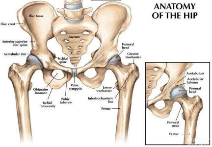 女性身体部位名称图片 世界人民都喜欢女性身体哪个部位