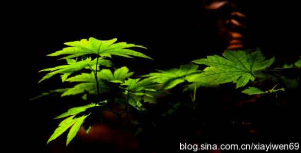 温兆伦的随缘听后感 活成幸福的随缘