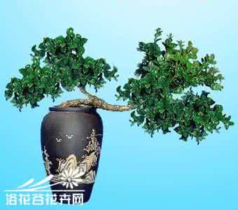 20万珍珠黄杨盆景 珍珠黄杨盆景的养护与管理