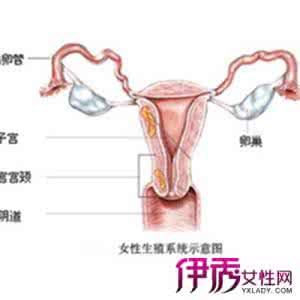 功能性子宫出血怎么治 功能性子宫出血怎么治 功能性子宫出血的病理改变