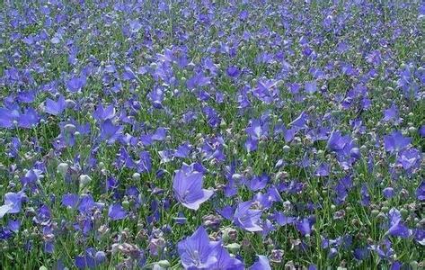 桔梗种植技术 桔梗种植前景 专业桔梗种植技术 详细分析桔梗市场前景