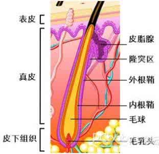 胎儿吸收营养的过程 胎儿吸收营养的过程 怀孕的时候胎儿如何吸收妈妈的营养？