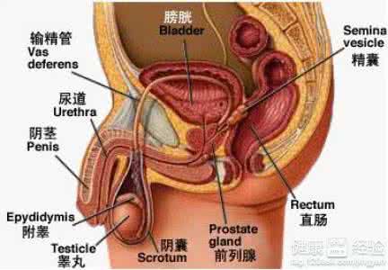 阴茎勃起异常的原因 引起阴茎勃起左弯的主要原因