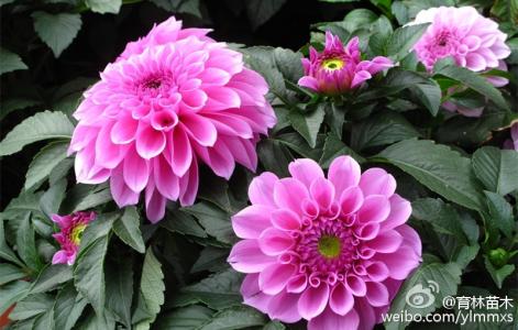 大丽花的种植方法 大丽花的病虫害防治