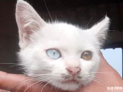 猫咪阴阳眼 猫咪阴阳眼 让人难以移开视线的“阴阳眼”双胞胎猫咪