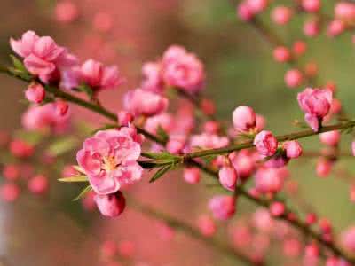 看看月季帯名字体的花 你是几月生?看看你是什么花!超准