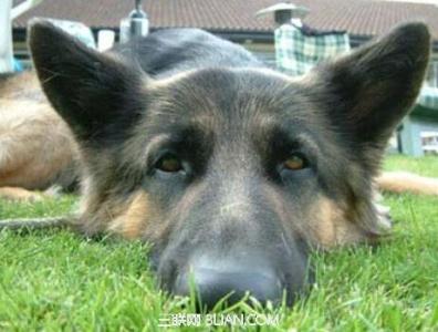 宠物狗中毒 宠物狗中毒后会出现什么症状