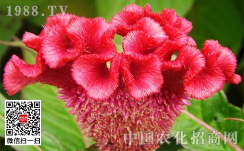 鸡冠花什么季节开花 梦见鸡冠花开花 【鸡冠花什么时候开】鸡冠花的开花季节