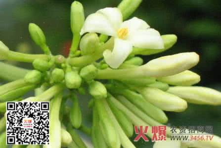 玉簪花的养殖方法 玉簪花的养殖方法 如何养好玉簪花