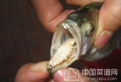 吃休克鱼的方式 4种吃鱼方式等于慢性自杀