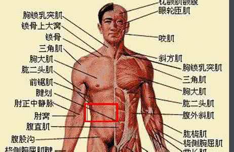 右侧肋骨下面隐隐作痛 右下肋骨下面隐隐作痛 肋骨下面隐隐作痛 肋骨下面隐隐作痛的原因