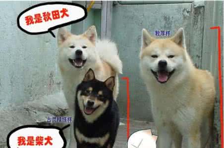 要不是养过狗,我可能今年就回不了家了