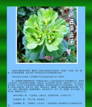 五朵云治肺癌怎么吃 图文：肺癌专药奇方五朵云汤（转）