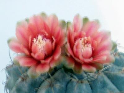 不得不看的女人花图片 漂亮花型 不得不看哦