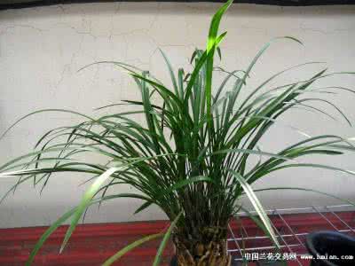 兰花什么时候换盆 养好兰花的成功关键在于水（换盆前的兰花整理）