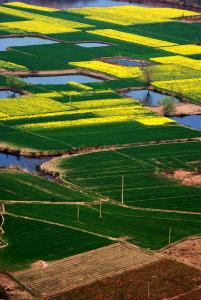 听取蛙声一片 三百年前的海淀 都是稻田水乡 听取蛙声一片